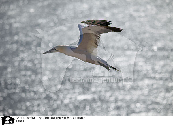 gannet / RR-39452