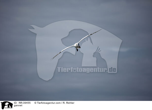 gannet / RR-39455