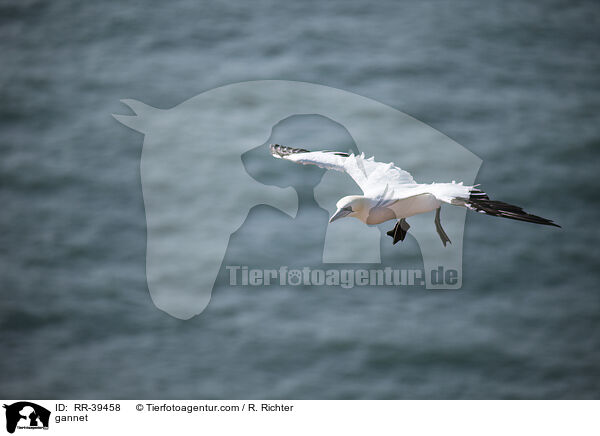 gannet / RR-39458