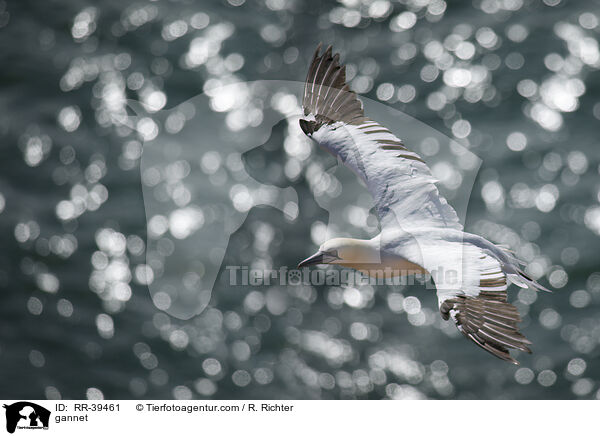 gannet / RR-39461