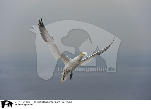 northern gannet / AT-01533