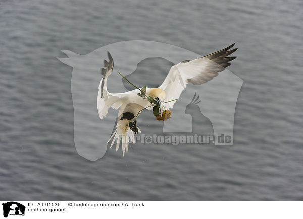 northern gannet / AT-01536