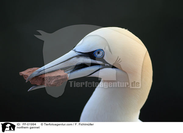 northern gannet / FF-01994