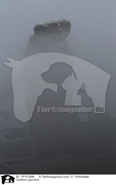 northern gannets / FF-01996