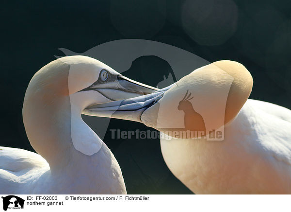 northern gannet / FF-02003