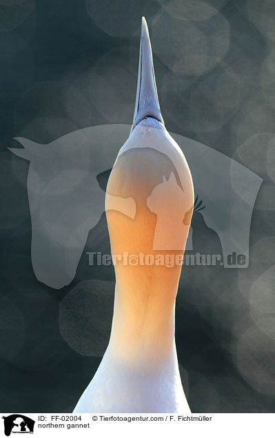 northern gannet / FF-02004