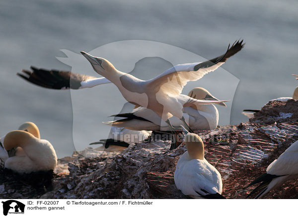 northern gannet / FF-02007
