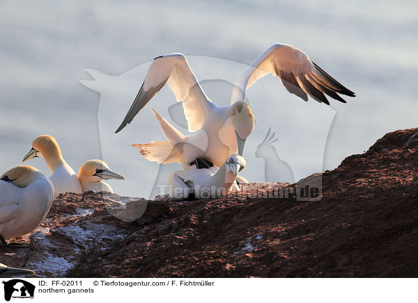 northern gannets / FF-02011