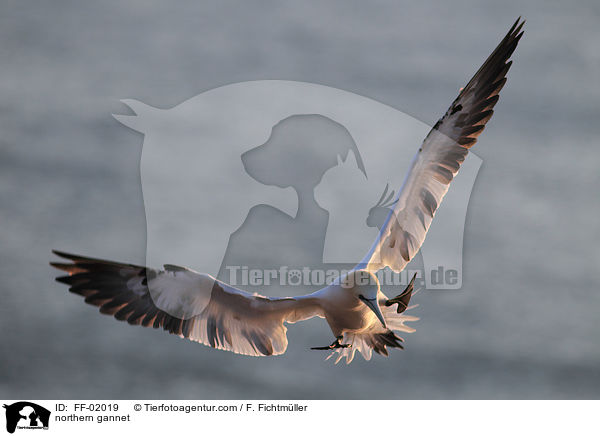 northern gannet / FF-02019