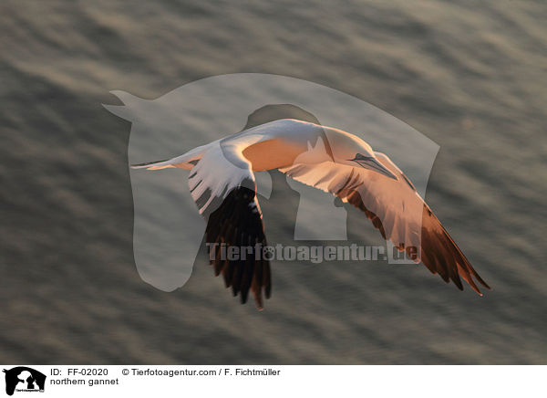 northern gannet / FF-02020