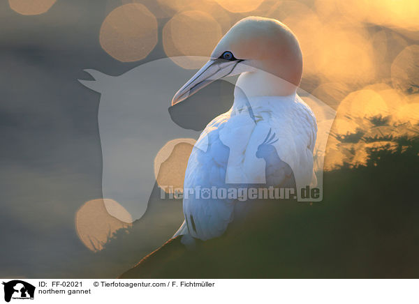 northern gannet / FF-02021