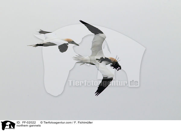 northern gannets / FF-02022