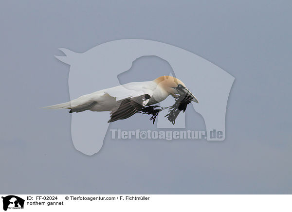 northern gannet / FF-02024