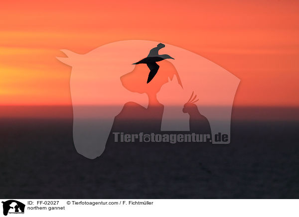 northern gannet / FF-02027