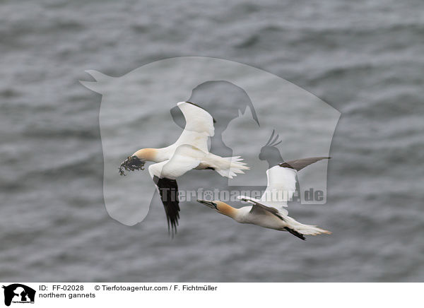 northern gannets / FF-02028