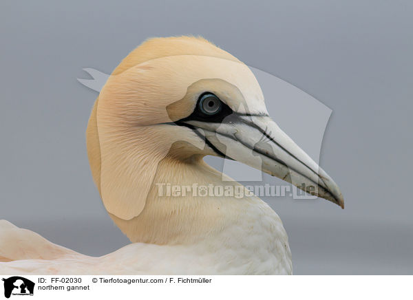 Batlpel / northern gannet / FF-02030