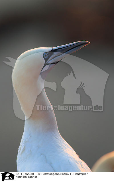 northern gannet / FF-02038