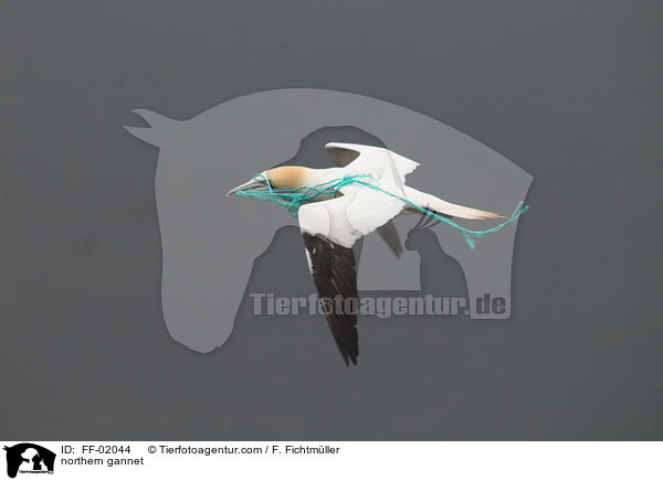 Batlpel / northern gannet / FF-02044
