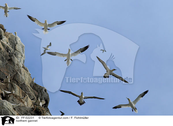 northern gannet / FF-02231