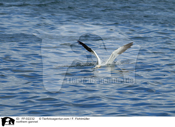 Batlpel / northern gannet / FF-02232