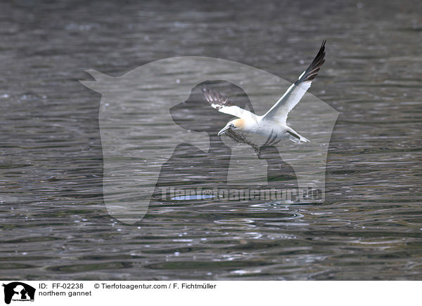 northern gannet / FF-02238