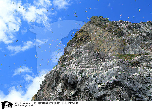 northern gannet / FF-02239