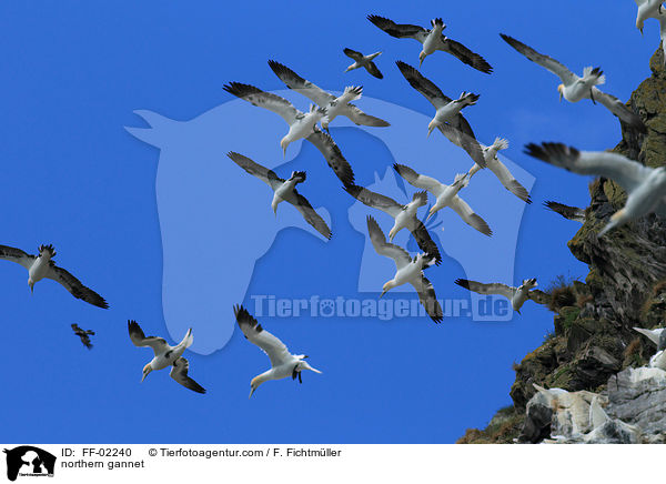 northern gannet / FF-02240