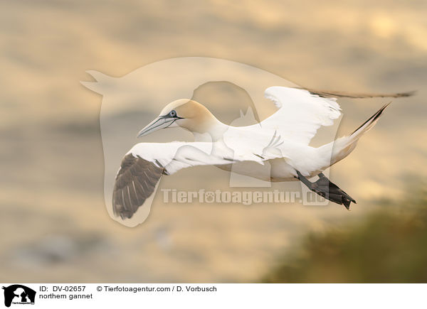 northern gannet / DV-02657