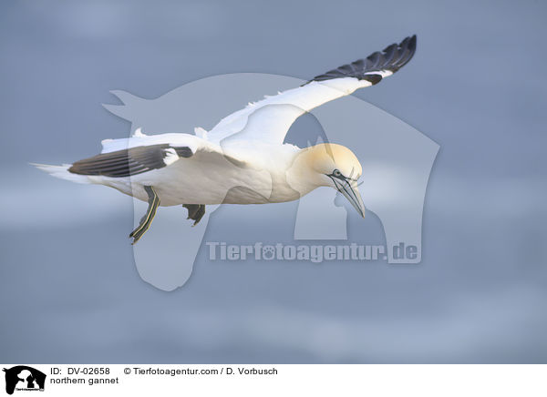 northern gannet / DV-02658
