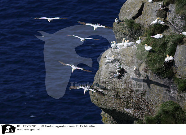 northern gannet / FF-02701