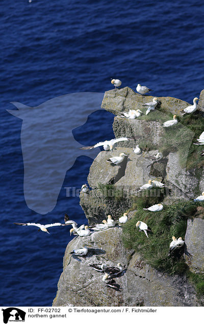 northern gannet / FF-02702