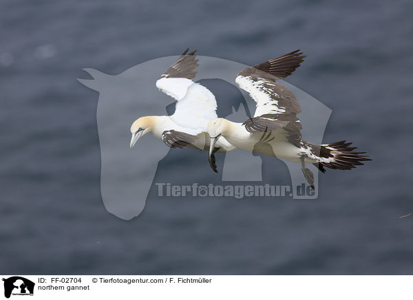 northern gannet / FF-02704