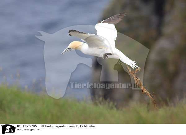 northern gannet / FF-02705