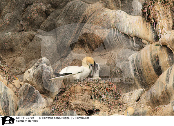 northern gannet / FF-02706