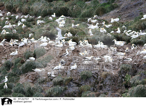 northern gannet / FF-02707