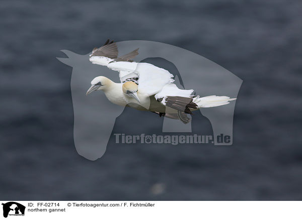 northern gannet / FF-02714