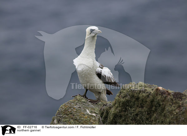 northern gannet / FF-02716