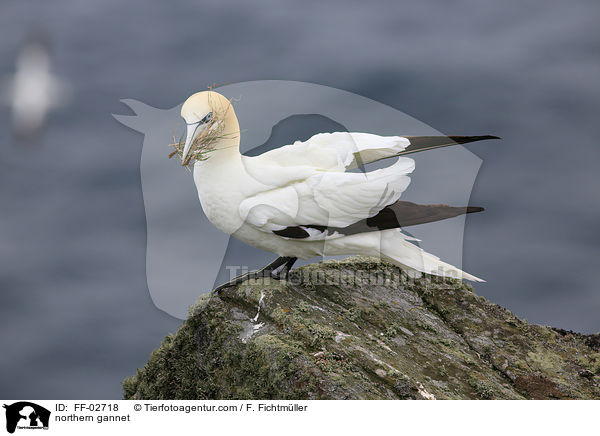 northern gannet / FF-02718