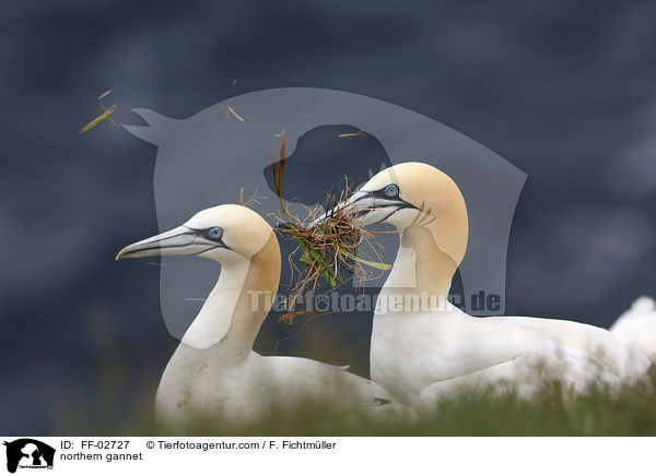 northern gannet / FF-02727