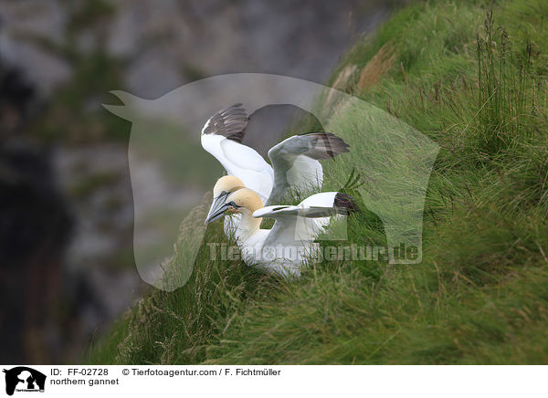 northern gannet / FF-02728