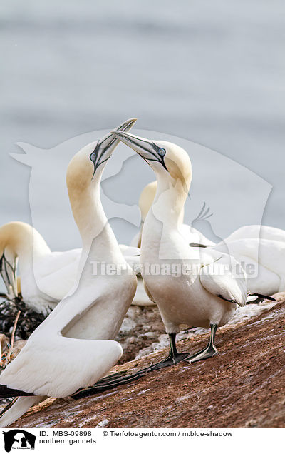 northern gannets / MBS-09898