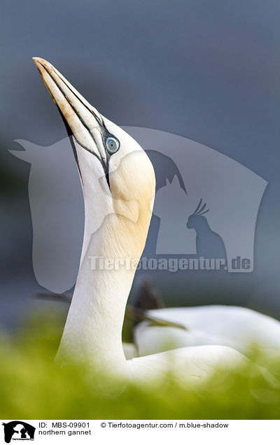 northern gannet / MBS-09901