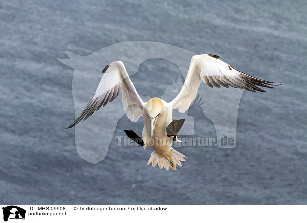 northern gannet / MBS-09908