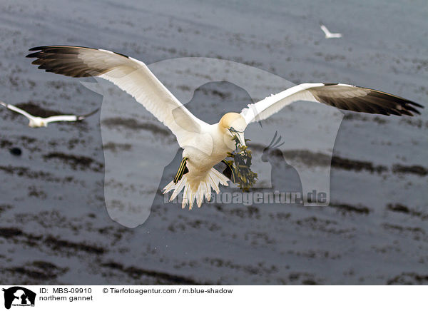 Batlpel / northern gannet / MBS-09910
