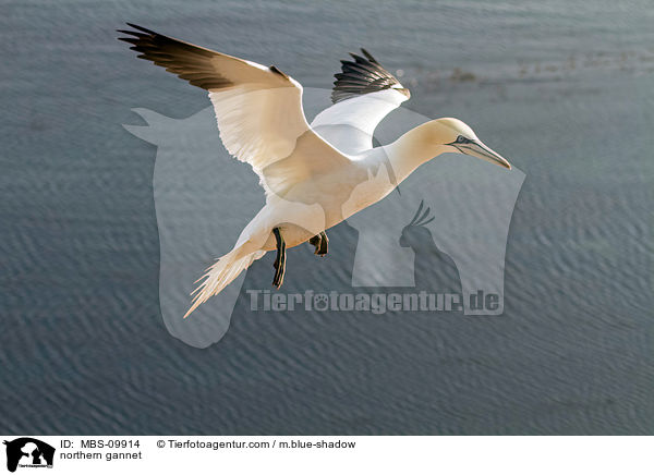 northern gannet / MBS-09914