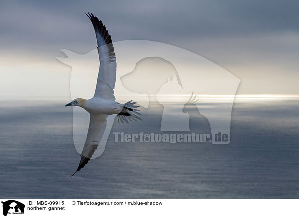 Batlpel / northern gannet / MBS-09915