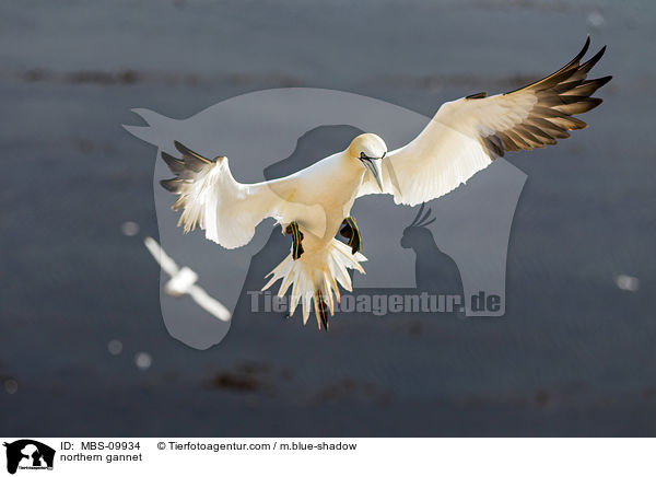 northern gannet / MBS-09934