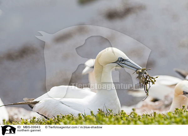 northern gannet / MBS-09943