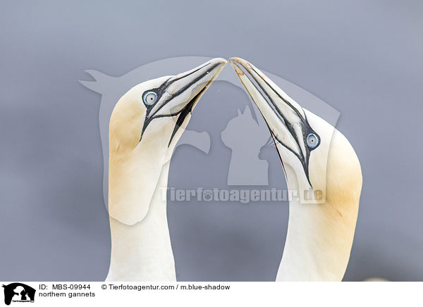northern gannets / MBS-09944