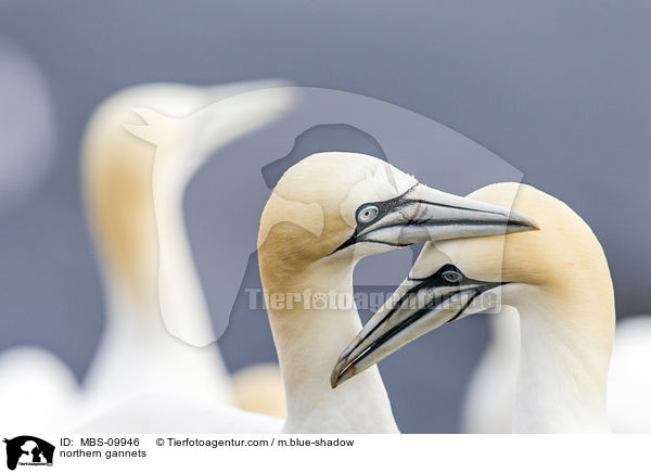 northern gannets / MBS-09946